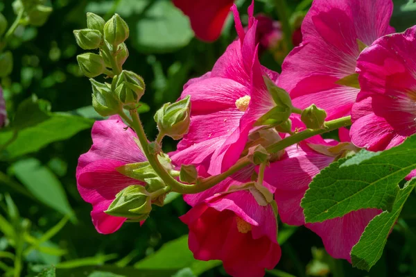 Malva Comestible Forma Hortalizas Hoja Conocido Turco Como Ebegmeci Utiliza — Foto de Stock