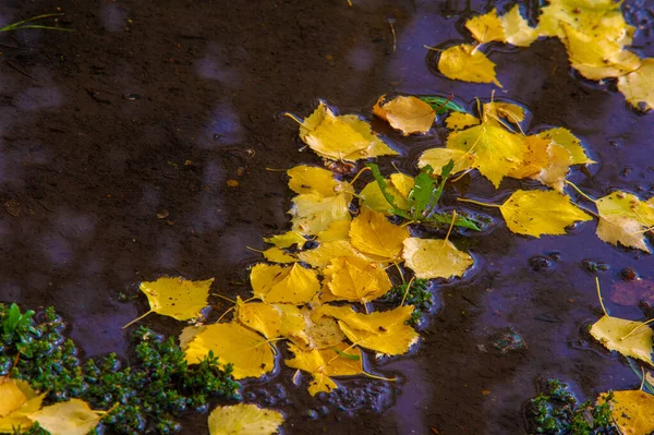 秋天的照片 秋天的树叶 每年的这个时候 树木似乎都会从橘红色和铜黄色的花朵中脱颖而出 — 图库照片