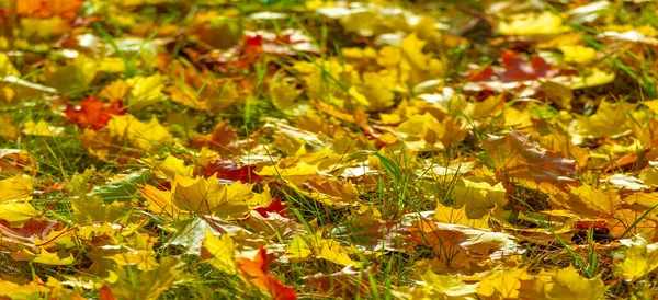 Autumn Maple Leaves Autumn Colors Gifted Mood September October November — Stock Photo, Image