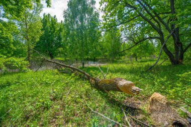 Bahar manzarası. Doğayla iç içe olmak, orman nehri, tasarımın için arka plan uzun ve soğuk bir kıştan sonra daha fazla güneş ışığı ve daha sıcak havanın olması güzel..