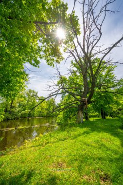 Bahar manzarası. Doğayla iç içe olmak, orman nehri, tasarımın için arka plan uzun ve soğuk bir kıştan sonra daha fazla güneş ışığı ve daha sıcak havanın olması güzel..