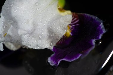 İris, Yunanlılar için gökkuşağı anlamına gelen Yunanca 'da gökkuşağı demek. Gökkuşağı, güzel hızlı tanrıça Iris Zeus' u ve Hera 'nın habercisiydi. Gökkuşağı ve dünya arasındaki yolu gökkuşağı olan Hera' nın habercisiydi.