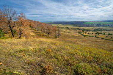 Ormanın canlı sonbahar renkleri bu dijital illüstrasyonda olumlu olarak gösteriliyor. Huş ağacının, akçaağacın ve meşenin muhteşem renkleri nefes kesiciydi.!