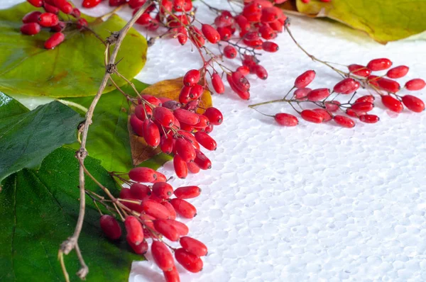 Berberis Vulgaris Barberry Bush Has Tart Red Berries Its Berries — Stock Photo, Image