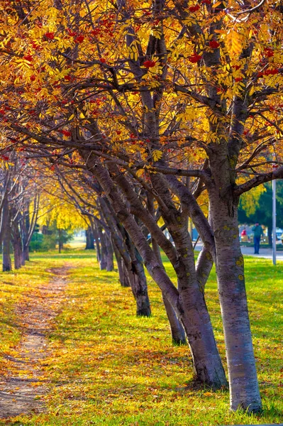 Paisaje Otoño Boceto Otoño Foto Hojas Rojas Color Burdeos Amarillo —  Fotos de Stock