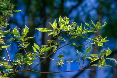 Şehrin park alanı. Belediye parklarının ortak özellikleri arasında oyun alanları, bahçeler, yürüyüş, koşu ve spor yolları veya yollar, dizginleme yolları, spor alanları ve mahkemeler yer alıyor..