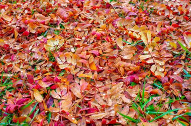 Sonbahar fotoğrafçılığı, sonbaharda yapraklar, yılın bu zamanında ağaçlar turuncu, kırmızı ve bakır çiçeklerden koparak canlanıyor.