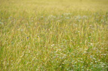 Yaz fotoğrafı. Ilıman ülkelerde yetişen ve ekmek, makarna, pasta vb. için un yapmak için kullanılan en önemli bitki olan buğday. ..