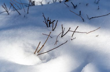 Kar dokusu. Karla kaplı ağaç dalı. Güneşli bir gün. Panoramik çekim. Orta İngilizce, Eski İngiliz snw; Eski Yüksek Alman kar, Latin niv-, nix Yunan nipha benzer.