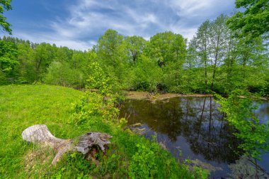 Bahar manzarası. Yeşil ağaçlar. Garden Park Nehri. Doğa manzarası. Fotoğraf için arka plan. Açık hava Turizmi Boş Tatil Turu Vinil Duvar Kağıdı