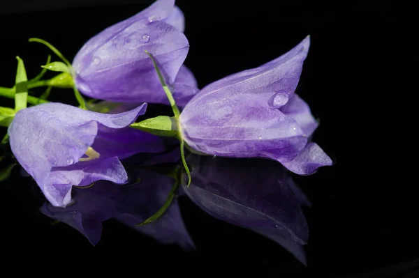 Flor Campana Azul Uno Los Varios Géneros Plantas Con Flores —  Fotos de Stock