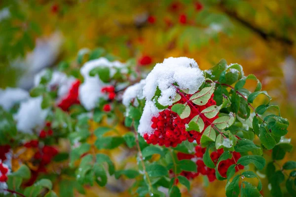 Javorové Listy Podzim Raným Sněhem Podzimní Krajiny — Stock fotografie
