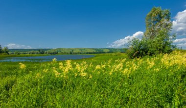 Yaz manzarası, nehir taşkınları, pitoresk kıyılar, kır çiçekli parlak yeşil çimenler, beyaz bulutlu mavi gökyüzü, ılık yaz günleri.,
