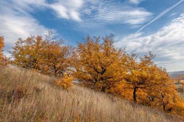 Düş! Sonbahar yansımaları. Sonbahar cazibesinin canlı renk seçimleriyle huzurlu bir ortam. Harika rüya gibi bir dekor. Renkli orman büyük sanat süslemeleri.