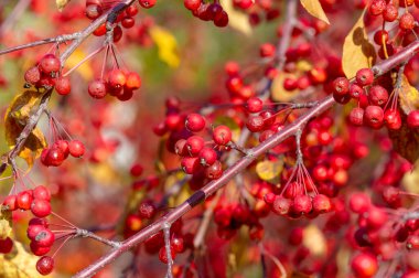 Malus baccata, toplu olarak Sibirya yengeci olarak bilinen ve bonsai yetiştirmek için kullanılan bir Asya elma ağacı. Çapı yaklaşık 1 cm olan bol kokulu beyaz çiçekler ve yenilebilir kırmızı veya sarı meyveleri vardır..