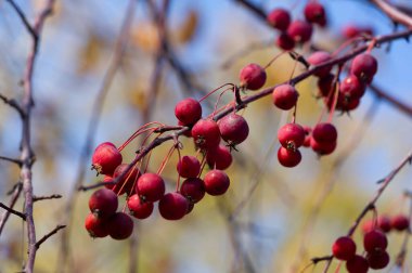 Malus baccata, toplu olarak Sibirya yengeci olarak bilinen ve bonsai yetiştirmek için kullanılan bir Asya elma ağacı. Çapı yaklaşık 1 cm olan bol kokulu beyaz çiçekler ve yenilebilir kırmızı veya sarı meyveleri vardır..