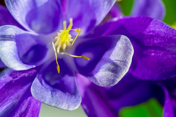 Aquilegia一般名 祖母のフード 牧草地 森林地帯 北半球全体に大きな高さのアナ 彼らの花の花びらのスプルで知られる — ストック写真