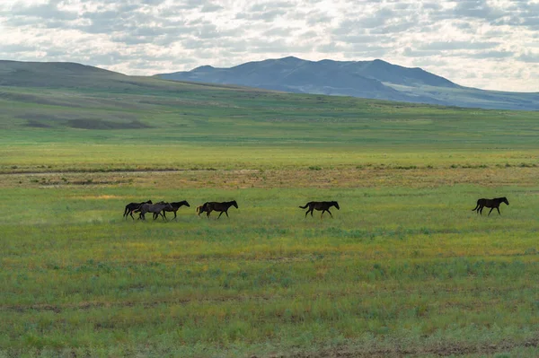 대초원 Great Steppe 세계에서 지대로 일컬어 지역으로 동유럽 중앙아시아뿐만아니라 나라인 — 스톡 사진