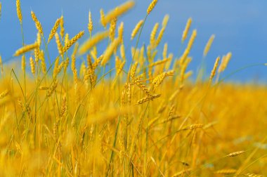 Yaz fotoğrafı. Ilıman ülkelerde yetişen ve ekmek, makarna, pasta vb. için un yapmak için kullanılan en önemli bitki olan buğday. ..