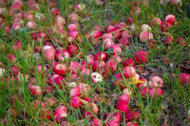Elmalar ağaçtan yere düşer. Elma bahçesi ve bir sürü çürümüş meyve, sonbaharda kırsal alanda, bahçedeki ağacın altında.