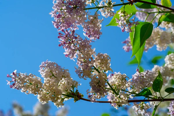 ユーラシアの低木やオリーブ科の小さな木で 芳香のある紫色 ピンク または白の花を咲かせ 観賞用として広く栽培されています — ストック写真