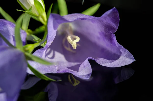 Blue bell flower. Is one of several genera of flowering plants in the family Campanulaceae with the common name bellflower