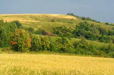 Yaz fotoğrafı. Ilıman ülkelerde yetişen ve ekmek, makarna, pasta vb. için un yapmak için kullanılan en önemli bitki olan buğday. ..