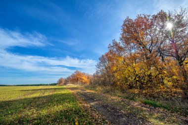 Autumn dirt roads. A canopy of golden yellow tree leaves sets off a dirt road in mid-October. The forests seem to glow with the colors of the Fall. What a wonderful time of the year!