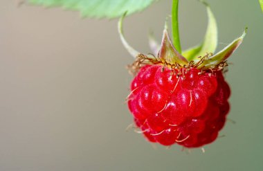 Raspberries. The variety of antioxidant and anti-inflammatory phytonutrients in raspberries is truly remarkable, and few commonly eaten fruits are capable of providing more variety.