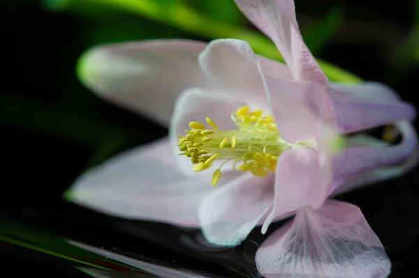 Nombres Comunes Aquilegia Capucha Abuela Cuencas Captación Que Encuentran Prados —  Fotos de Stock