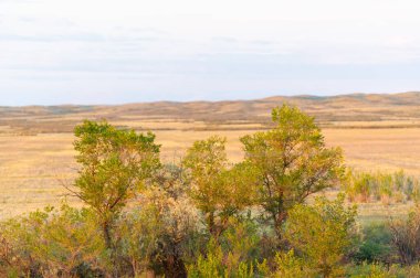 Steppe, Prairie - Dünyanın en büyük bozkır bölgesi olan Büyük Steppe, Doğu Avrupa ve Orta Asya 'nın yanı sıra komşu ülkeler Kazakistan' da bulunur.