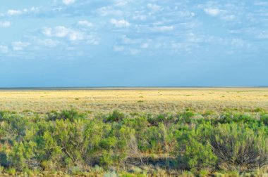 Çayır, veld, ormansız bozkır, nemli ve kurak iklim bölgesinde bitkisel hayata sahip. Çayır bitkileri kalıcı yanıklara adapte olup güçlü yeraltı yapıları geliştirirler.