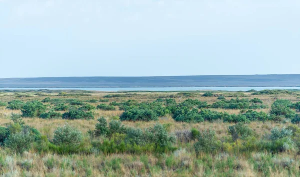 Prairie Veld Veldt Steppe Sans Forêt Pauvre Humidité Avec Végétation — Photo