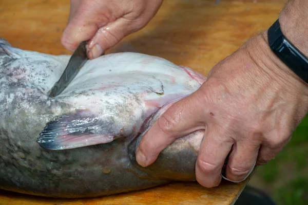 Butchering Catfish Cooking Freshwater Marine Fish Barbels Resembling Whiskers Mouth — Stock Photo, Image
