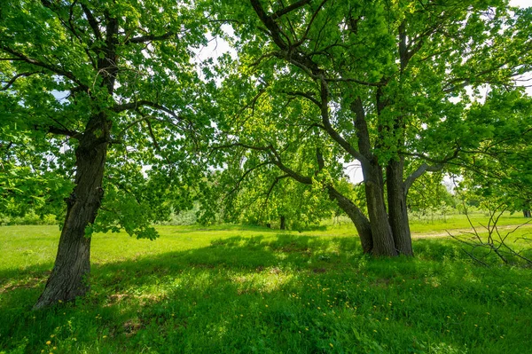 Bahar manzarası. Yeşil ağaçlar. Garden Park Nehri. Doğa manzarası. Fotoğraf için arka plan. Açık hava Turizmi Boş Tatil Turu Vinil Duvar Kağıdı