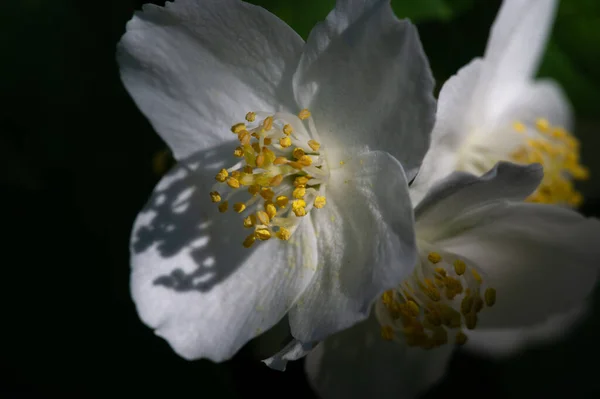 Jazmín Arbusto Del Viejo Mundo Una Planta Trepadora Con Flores — Foto de Stock