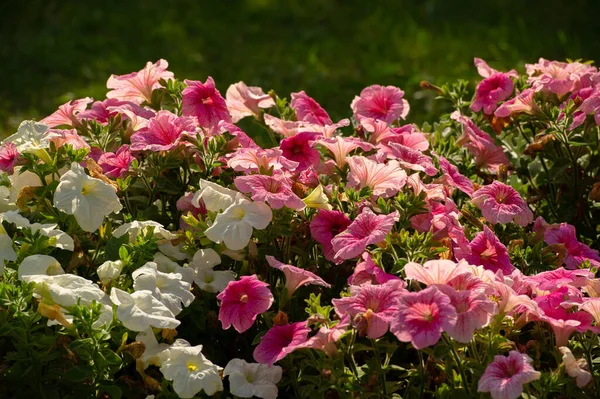 Πετούνια Είναι Νοτιοαμερικανικής Καταγωγής Ένα Δημοφιλές Λουλούδι Ίδιο Όνομα Προήλθε — Φωτογραφία Αρχείου
