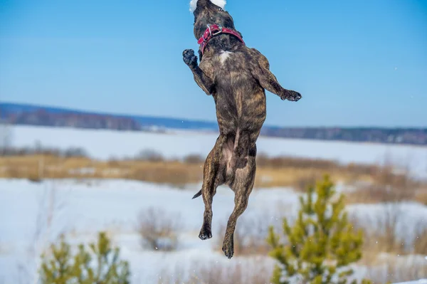 American Staffordshire Terrier Conhecido Por Seus Fãs Como Amstaffs São — Fotografia de Stock