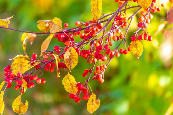 Malus Baccata Toplu Olarak Sibirya Yengeci Olarak Bilinen Bonsai Yetiştirmek — Stok fotoğraf