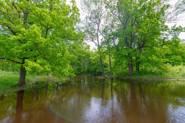 Bahar manzarası. Yeşil ağaçlar. Garden Park Nehri. Doğa manzarası. Fotoğraf için arka plan. Açık hava Turizmi Boş Tatil Turu Vinil Duvar Kağıdı