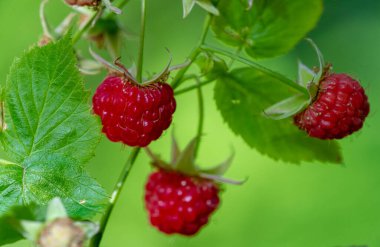 Raspberries. The variety of antioxidant and anti-inflammatory phytonutrients in raspberries is truly remarkable, and few commonly eaten fruits are capable of providing more variety.