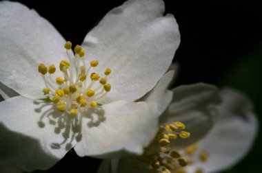 Yasemin, Eski Dünya 'dan kalma bir çalı ya da parfüm ya da çayda kullanılan güzel kokulu çiçekleri olan bir tırmanma bitkisi. Dekoratif olarak popüler. Zeytin familyasından bir çalılık ve asma cinsidir.