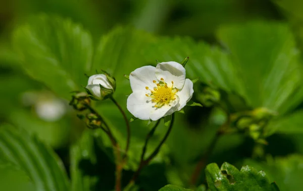 Strawberry flower. The first garden strawberries were grown in Brittany, France in the late 18th century.