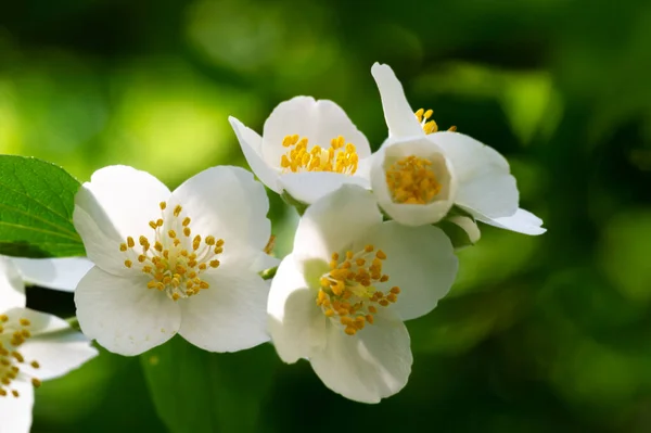 재스민 Jasmine 부시의 향수나 사용되는 식물이다 식용으로 인기가 그것은 올리브 — 스톡 사진