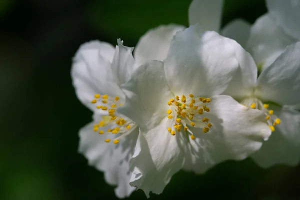 ジャスミン 古い世界の茂みや香水やお茶で使用される香りの良い花を持つ登山植物 装飾品として人気がある オリーブ科の低木やブドウの属です — ストック写真