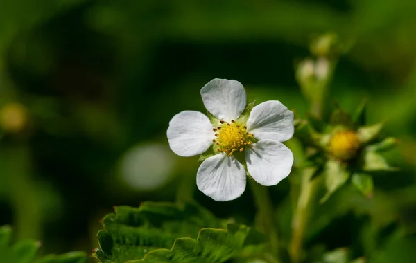 Strawberry Flower First Garden Strawberries Were Grown Brittany France Late — Foto Stock