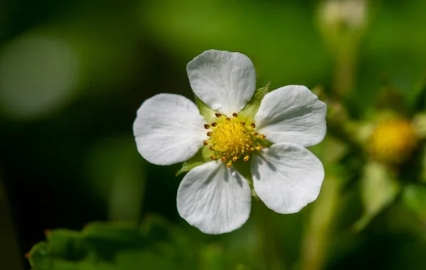 Strawberry Flower First Garden Strawberries Were Grown Brittany France Late — Foto Stock