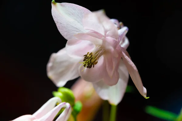 Aquilegia一般名 祖母のフード 牧草地 森林地帯 北半球全体に大きな高さのアナ 彼らの花の花びらのスプルで知られる — ストック写真