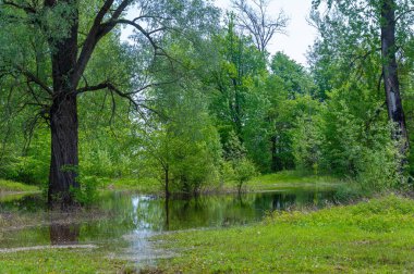 Nehir deltasında bahar fotoğrafçılığı. Avrupa kısmı. Nehrin taşkınları. Nehir ilkbaharda eriyip buz tutarken taşar..