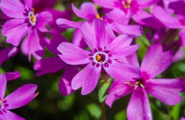 Phlox subulate Phlox creeping, mossy, pink moss, pink rock. A low plant that forms bryophyte rugs with pink flowers, together forming a solid carpet of flowers.